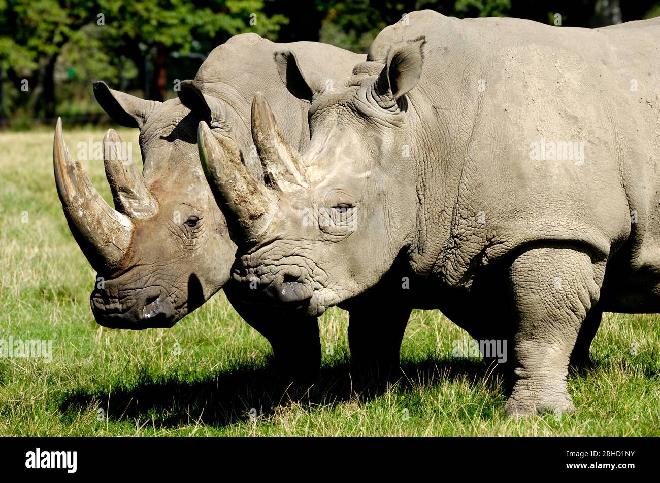 Due rinoceronti sono in piedi e guardano l'erba verde Foto Stock