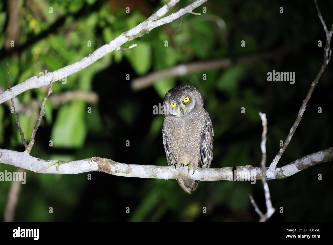 Il gufo biak (Otus beccarii) è una specie di gufo endemica delle isole gemelle di Biak-Supiori nella baia di Cenderawasih, Papua, Indonesia. Foto Stock