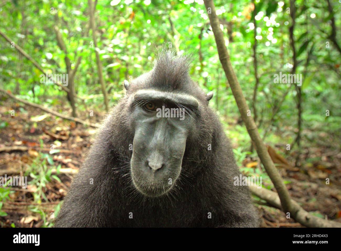 Un macaco a cresta nera (Macaca nigra) fissa mentre viene fotografato mentre riposa sul terreno nella foresta di Tangkoko, Sulawesi settentrionale, Indonesia. Un rapporto di un team di scienziati guidati da Marine Joly ha rivelato che la temperatura sta aumentando nella foresta di Tangkoko e che l'abbondanza complessiva di frutta è diminuita. "Tra il 2012 e il 2020, le temperature sono aumentate fino a 0,2 gradi Celsius all'anno nella foresta e l'abbondanza complessiva di frutta è diminuita dell'1% all'anno", hanno scritto sull'International Journal of Primatology nel luglio 2023. "In un futuro più caldo, loro (primati) dovrebbero adattarsi, riposare Foto Stock