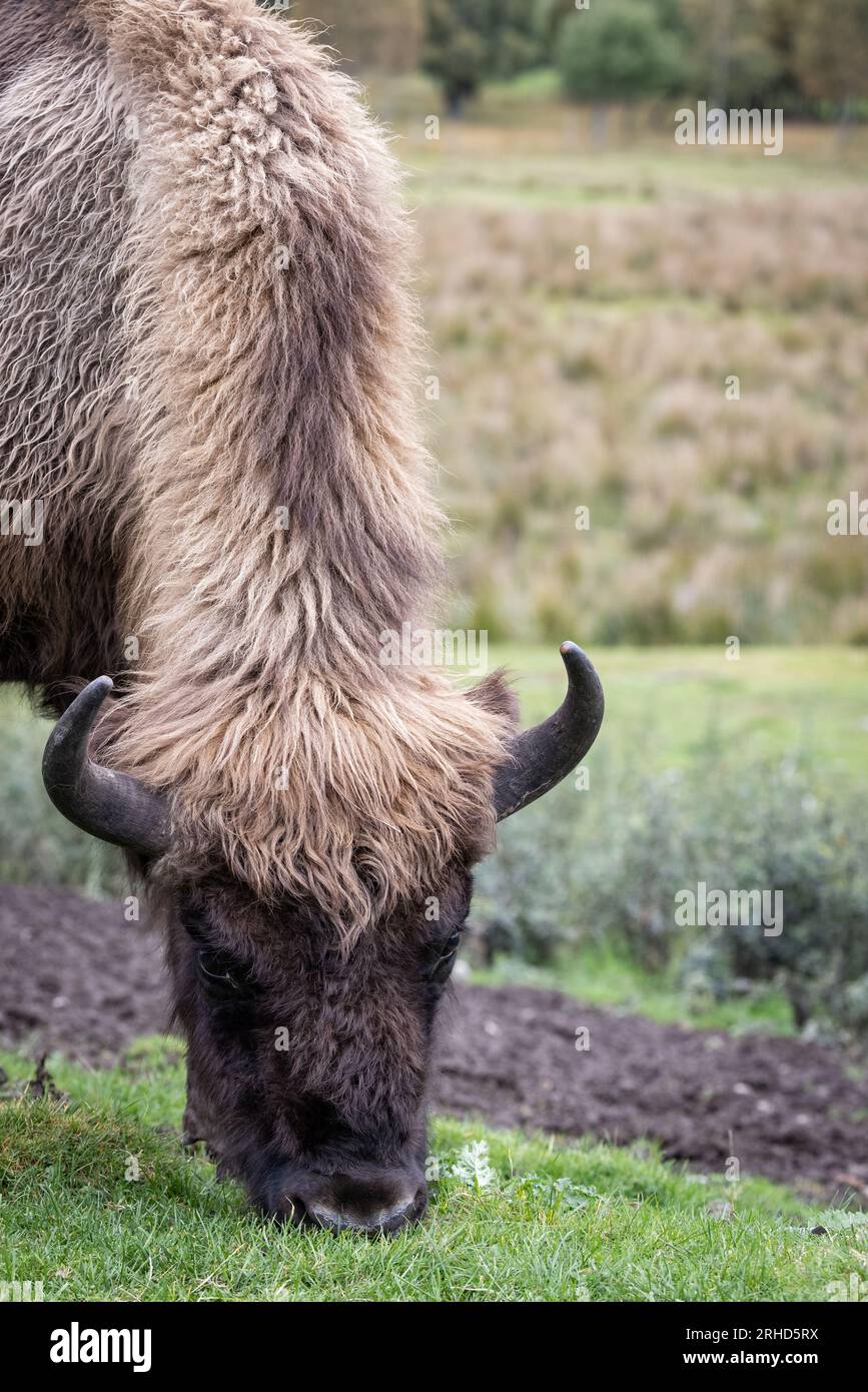Bisonte europeo [ Bison bonasus ] nel parco faunistico delle Highland Foto Stock