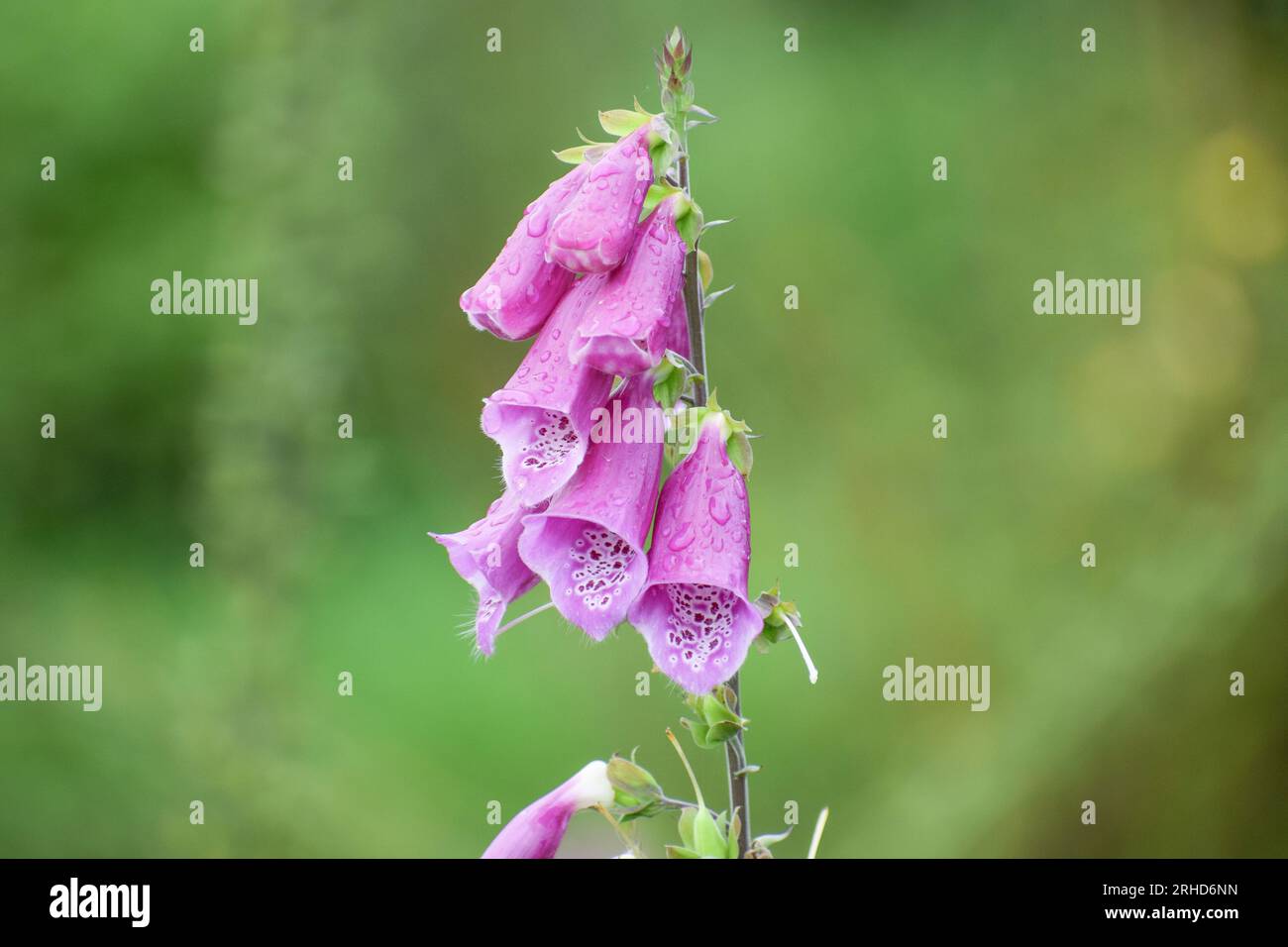 Bellissimo fiore di guanto per signora o fiore di campanello Foto Stock