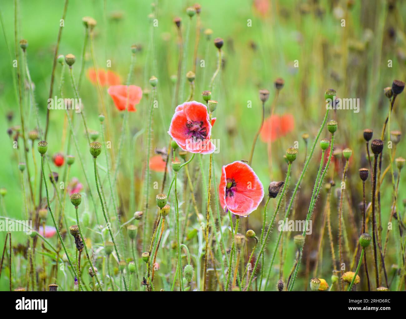 fiori di papavero rossi comuni con boccioli di fiori Foto Stock