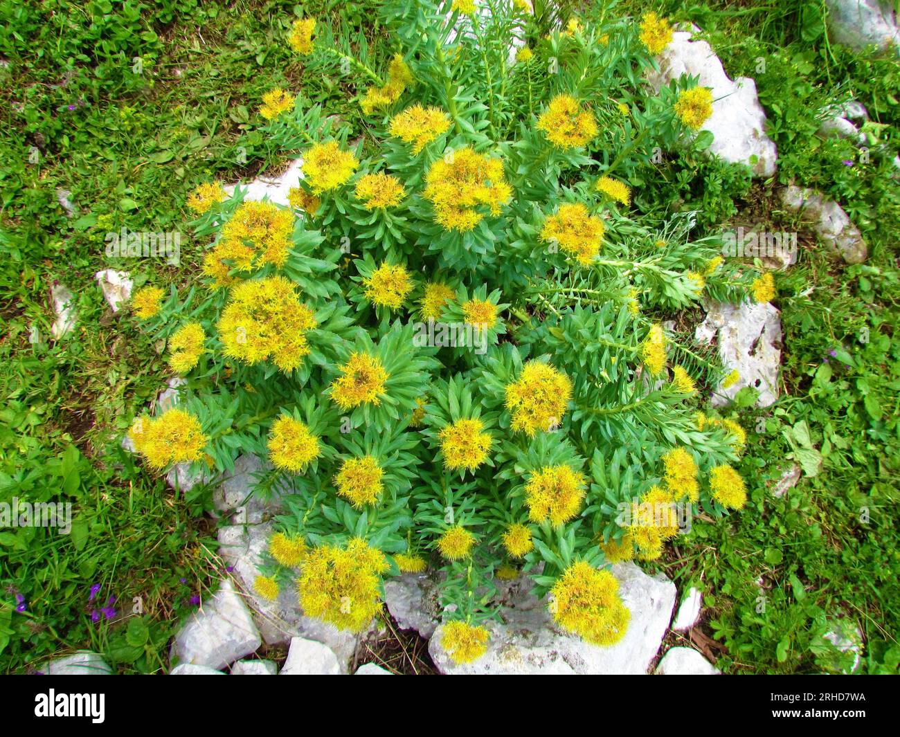 Radice dorata gialla, fiori di radice di rosa (Rhodiola rosea) Foto Stock