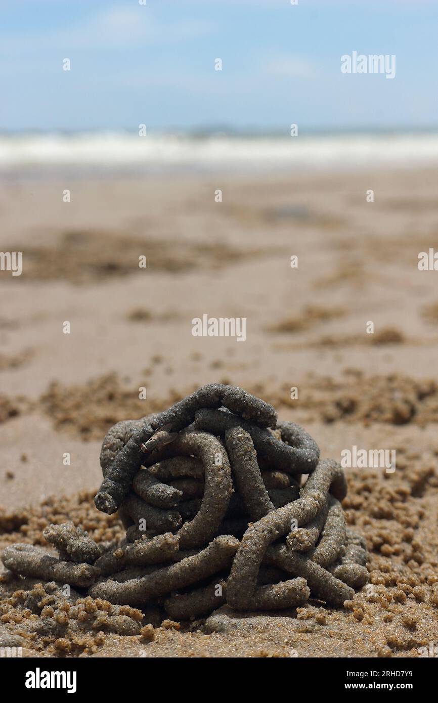 Lo sterco di vermi marini rotola in cerchio sulla sabbia. Ci sono piccole palle di sabbia causate dal granchio di sabbia sparso ovunque. Dietro questo c'è il mare nelle vicinanze Foto Stock