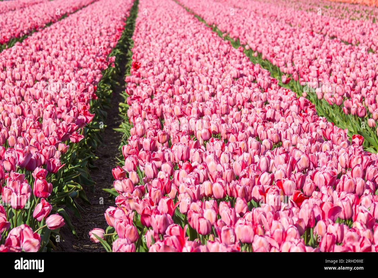 tulip Field nei Paesi Bassi - tulipani rosa Foto Stock