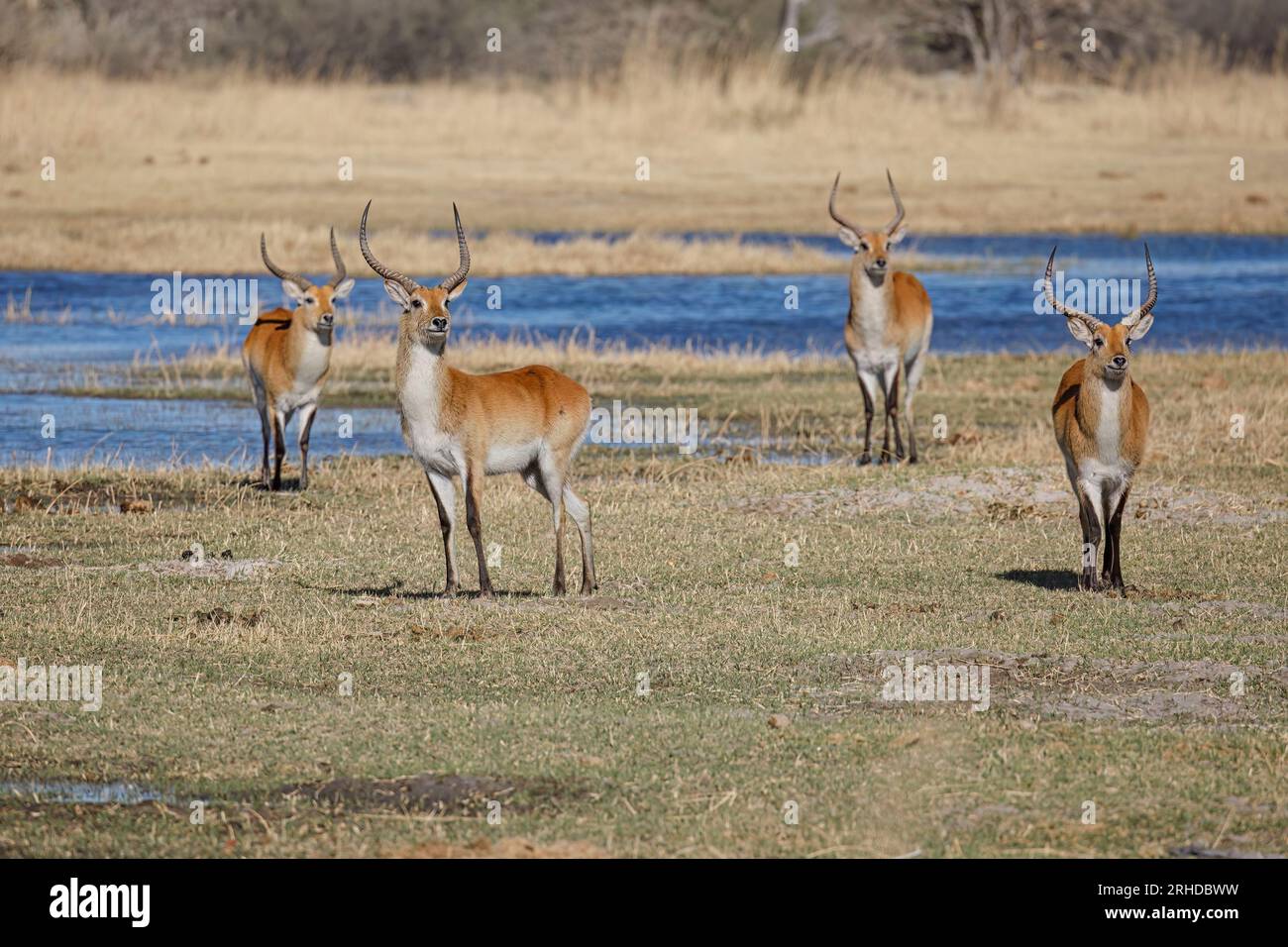 Lechwe rosso Foto Stock