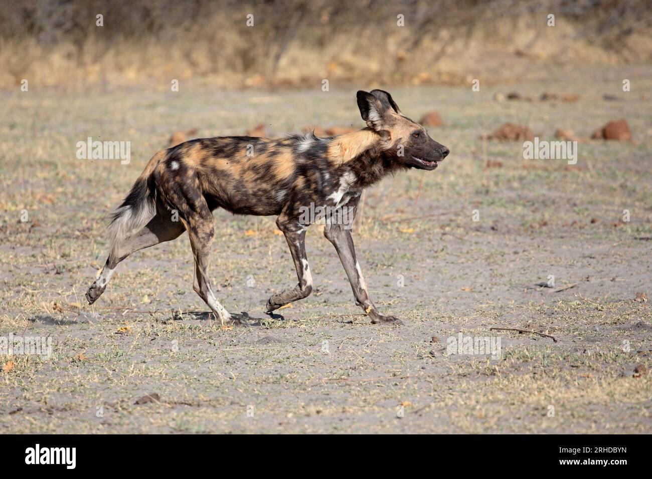 African Wild Dog, Moremi Game Reserve, Botswana, agosto 2019 Foto Stock