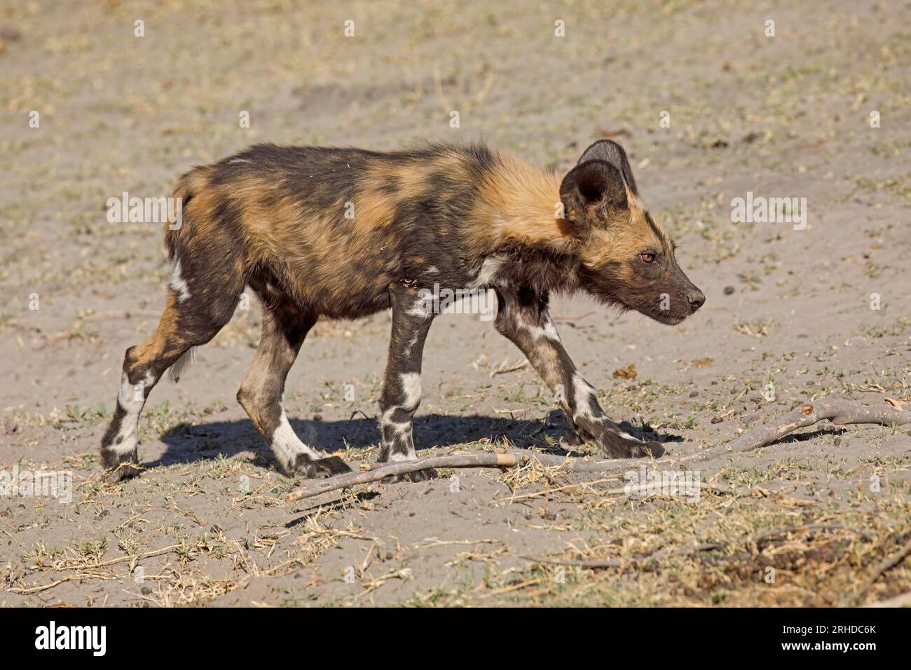 African Wild dog, riserva di caccia Moremi Foto Stock