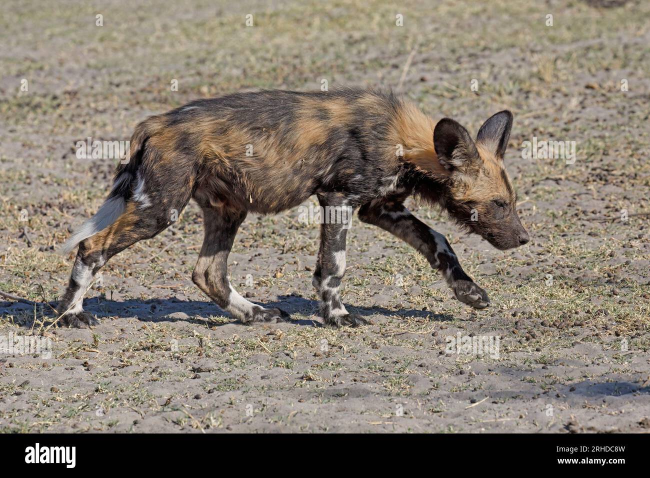 African Wild dog, riserva di caccia Moremi Foto Stock