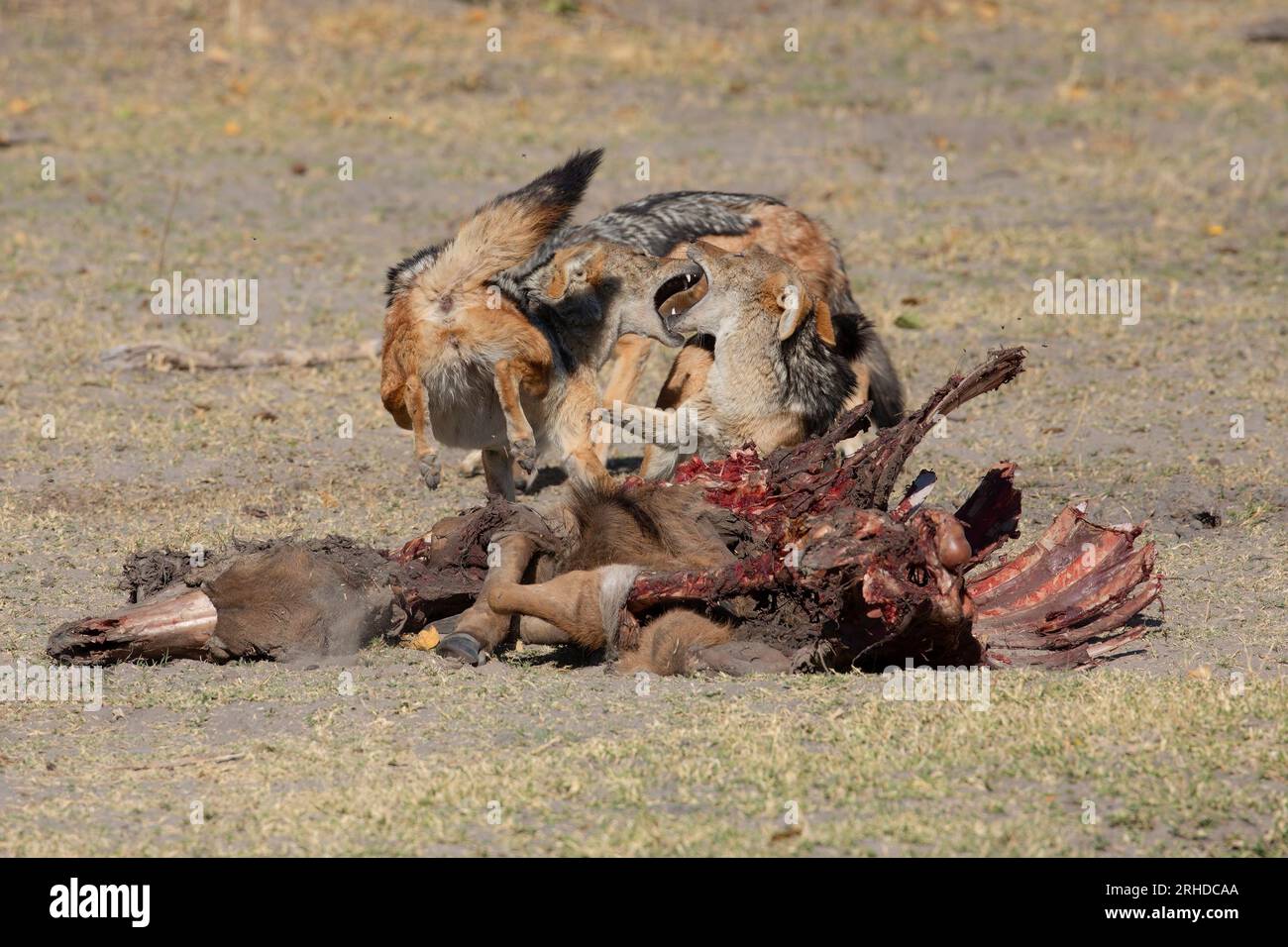 Black-backed Jackal, Moremi Nature Reserve, Botswana, agosto 2019 Foto Stock