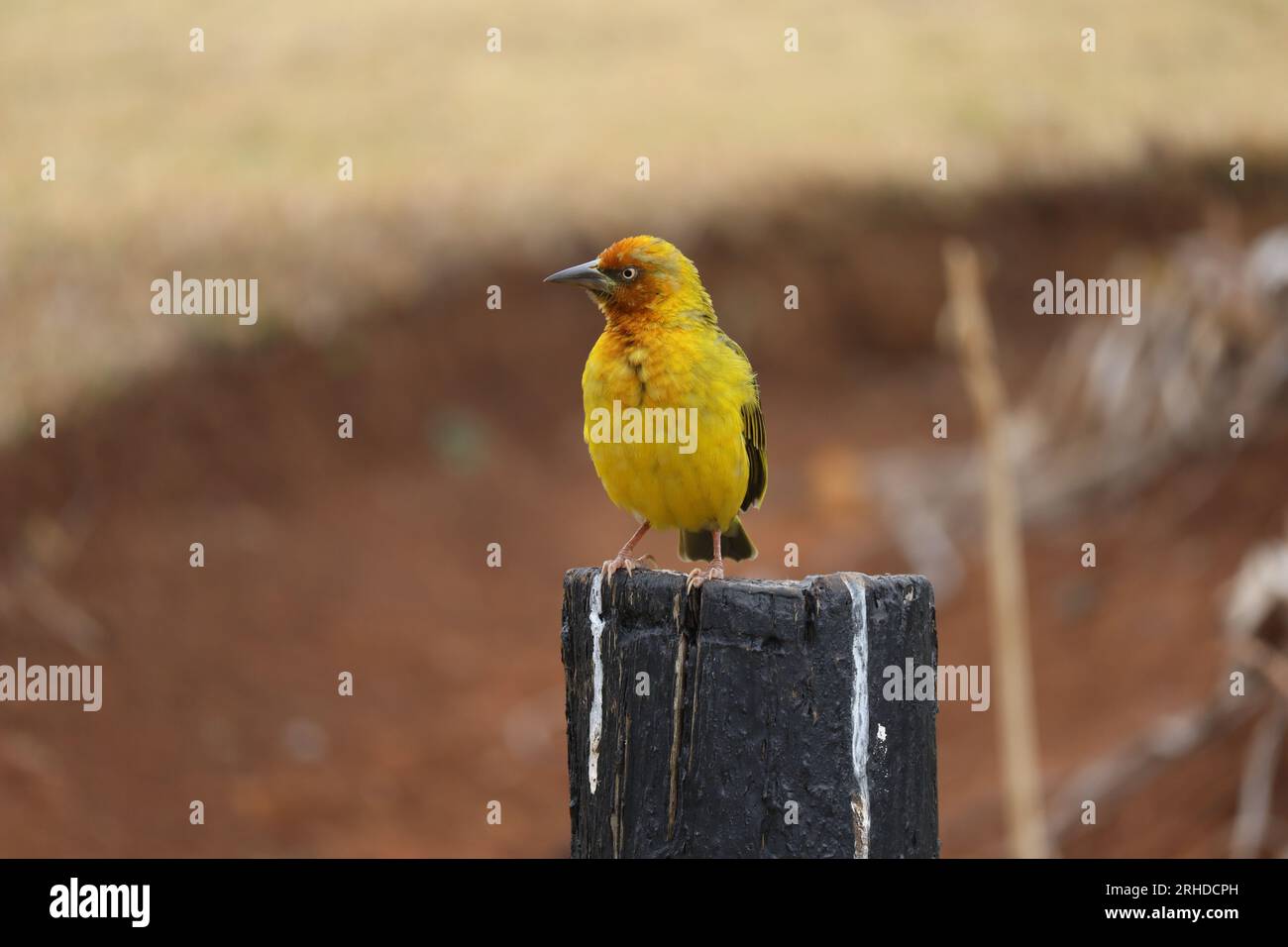 Tessitore Spekes (uccello giallo) Foto Stock