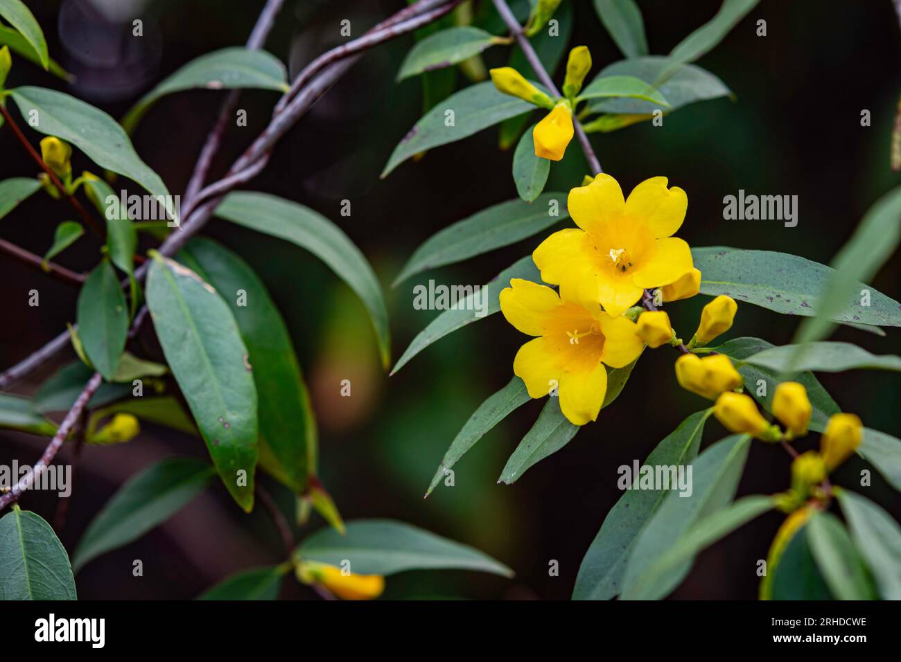 Sfondo naturale della fioritura del gelsomino giallo (Gelsemium sempervirens) in Alabama a febbraio. Foto Stock