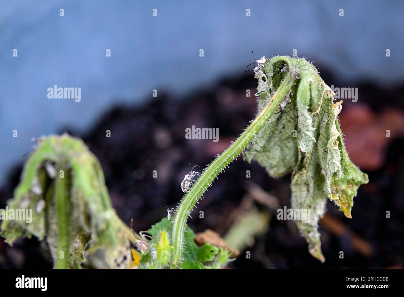 Primo piano dell'infestazione da insetti e dei danni su una pianta di cetriolo morente. Foto Stock