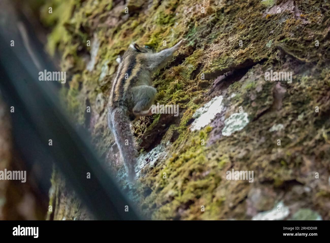 Un grazioso piccolo scoiattolo a strisce birmano/himalayano (Tamiops mcclellandii) che sale su un tronco di alberi nella foresta pluviale, Malesia Foto Stock