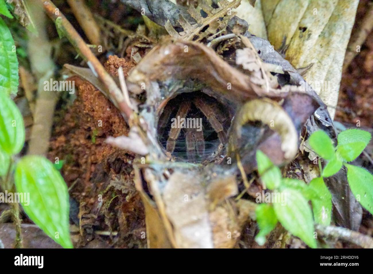 Un femore porpora malese Tarantula custodisce la tana degli alberi nella giungla di Fraser's Hill. Ragno gigante (Coremiocnemis hoggi) nel buco Foto Stock