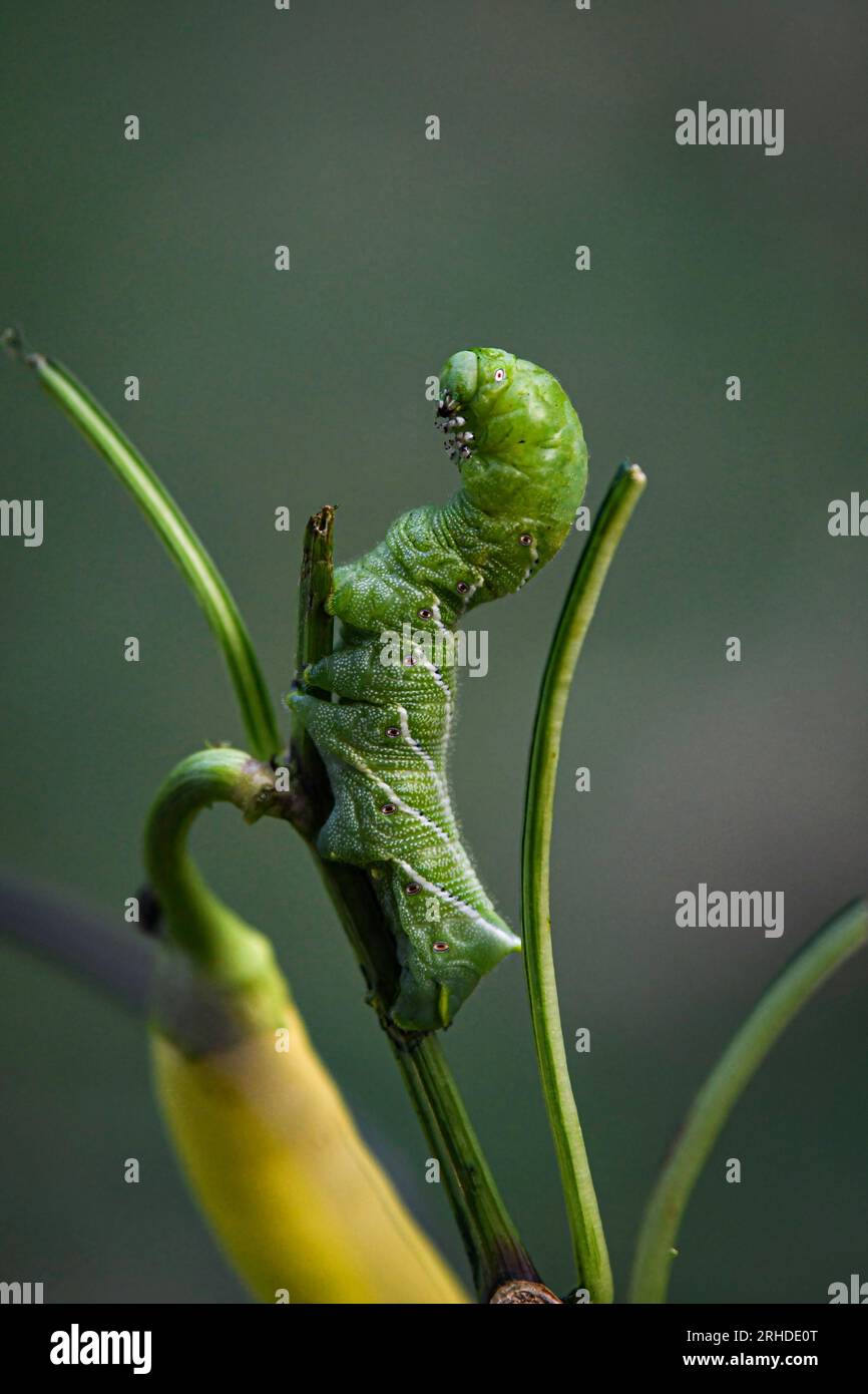 Carpino di pomodoro (Manduca quinquemaculata) su una pianta di pepe di banana, primo piano con sfondo bokeh. Foto Stock