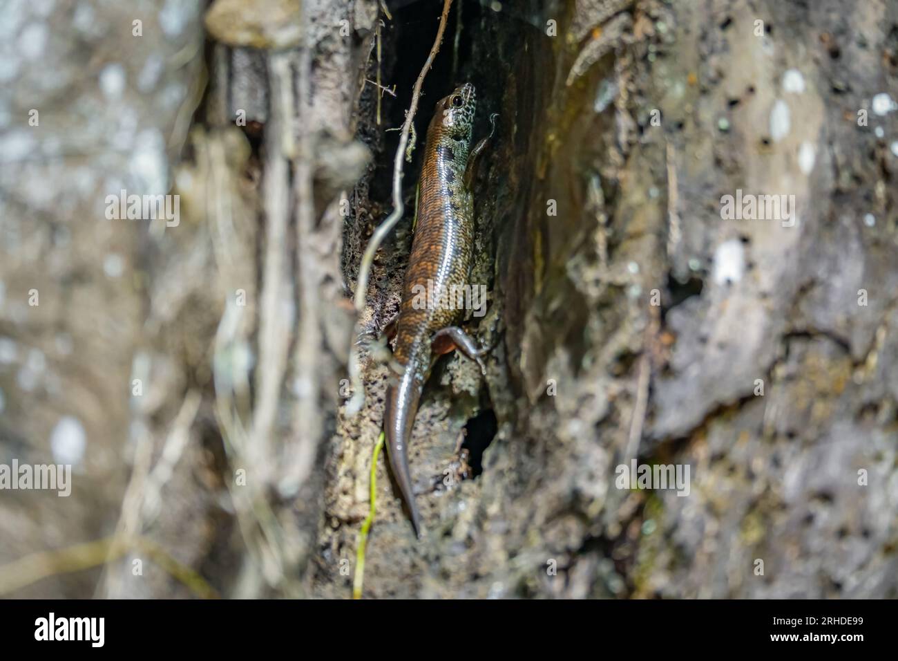 Skink (Sphenomorphus praesignis) in un buco d'albero. Lucertola maculata che si nasconde nel legno nella foresta di Fraser's Hill, Malesia. Una specie di lucertola dentro Foto Stock