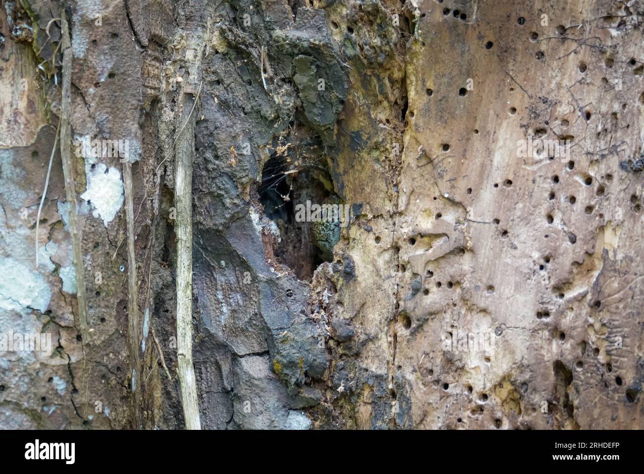Skink (Sphenomorphus praesignis) in un buco d'albero. Lucertola maculata che si nasconde nel legno nella foresta di Fraser's Hill, Malesia. Una specie di lucertola dentro Foto Stock