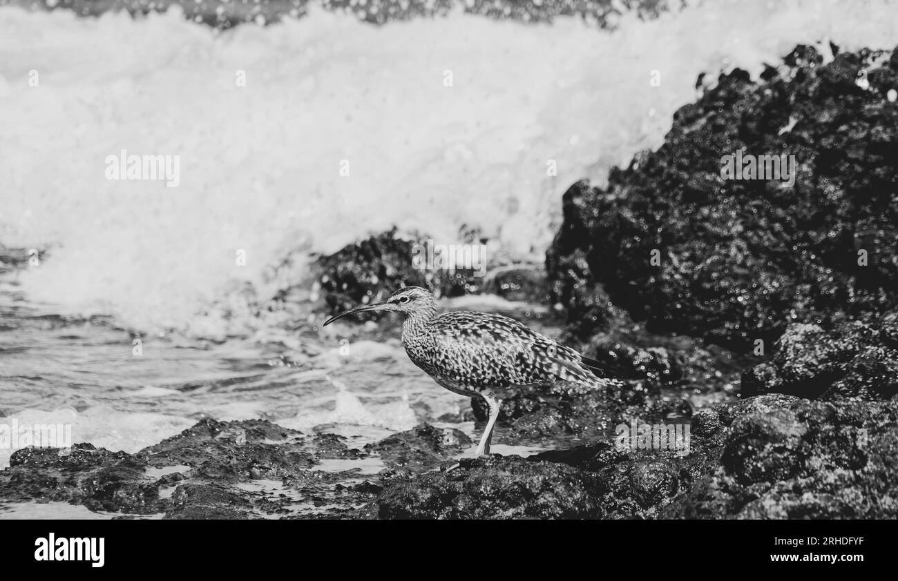 Uccello d'guado a Fuerteventura, Spagna, whimbrel eurasiatico, Numenius phaeopus, Zarapito trinador, piume marroni e piuma discendente Foto Stock