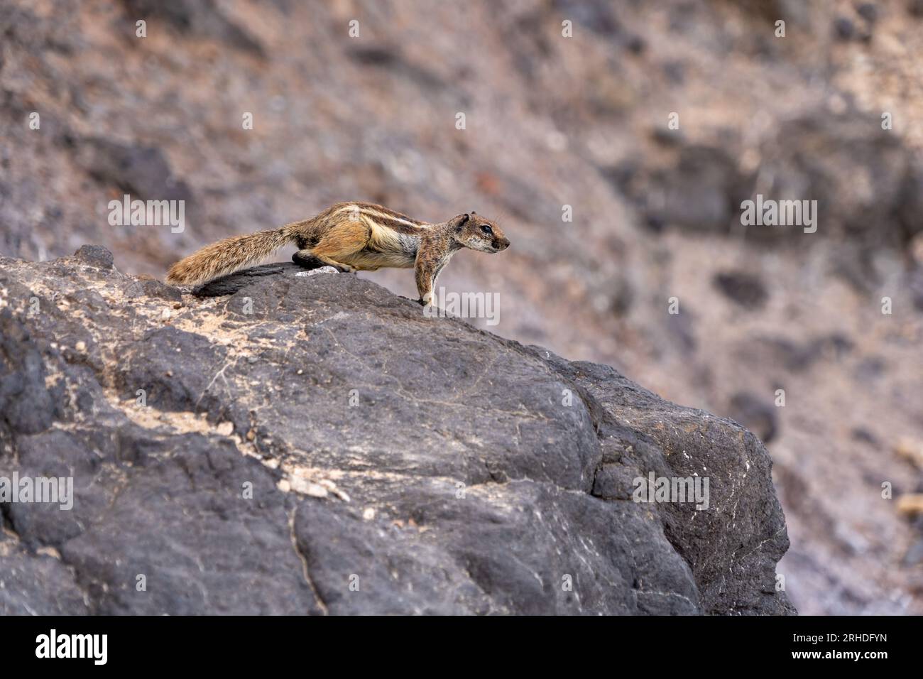 Single Chipmunk on Rocks in Spagna Foto Stock