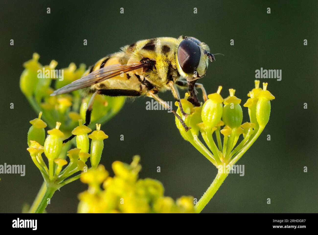 Eristale gluante sur une ombellifère, Eristalis tenax Foto Stock