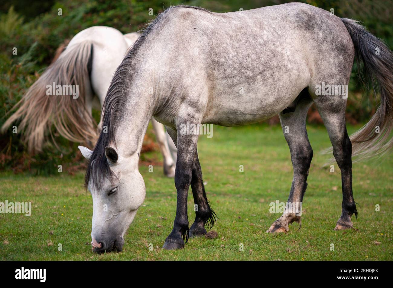 Pony New Forest, grigio dapple Foto Stock