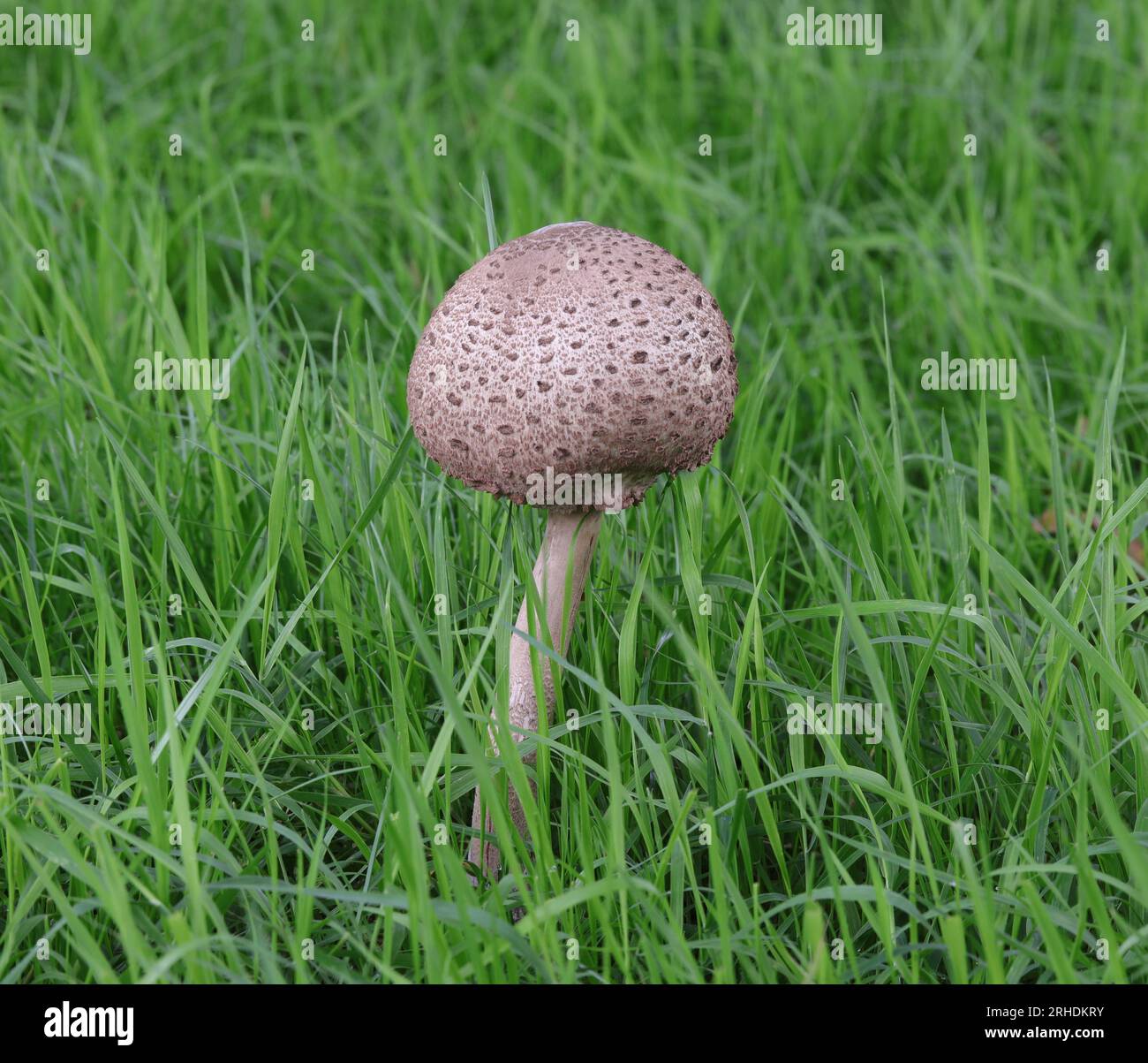 Fungo Young Parasol - Macrolepiota procera Foto Stock