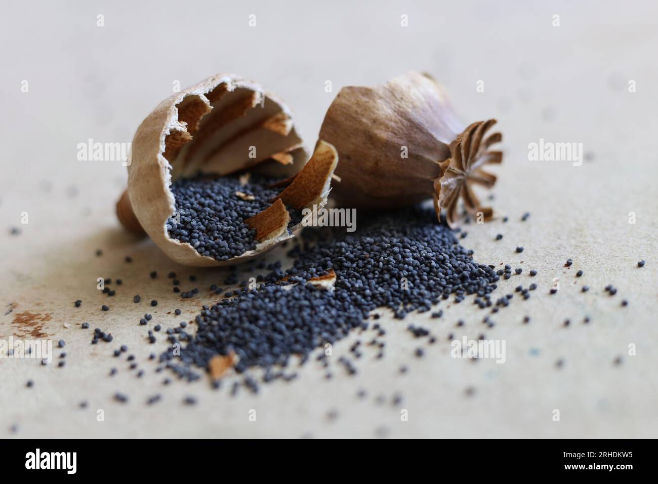 un primo piano di una testa di papavero incrinata con semi di papavero in azione Foto Stock