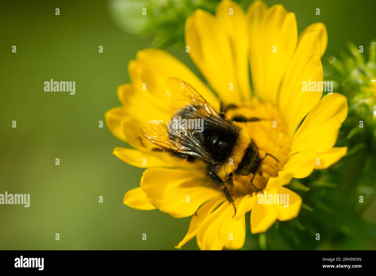 Bumblebee che impollina un fiore giallo Foto Stock