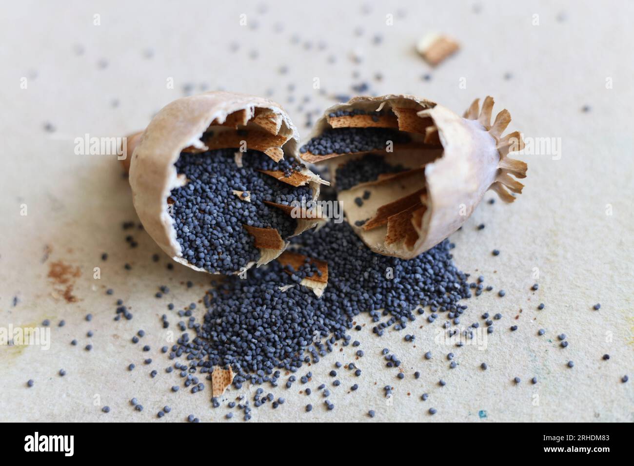 un primo piano di una testa di papavero incrinata con semi di papavero in azione Foto Stock