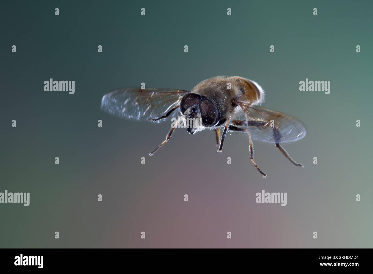 Große Bienenschwebfliege, Bienen-Schwebfliege, Mistbiene, Schlammfliege, Schlammbiene, Scheinbienen-Keilfleckschwebfliege, Drohnenfliege, Männchen, FL Foto Stock