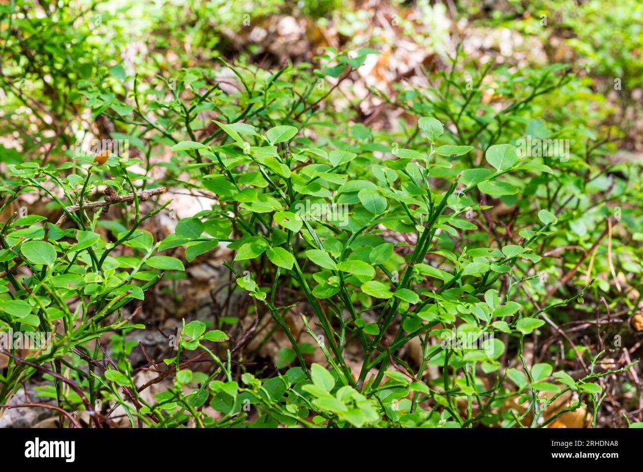 Primo piano delle foglie europee di mirtillo (Vaccinium myrtillus) nella foresta in estate, Soproni-hegyseg, Sopron, Ungheria Foto Stock