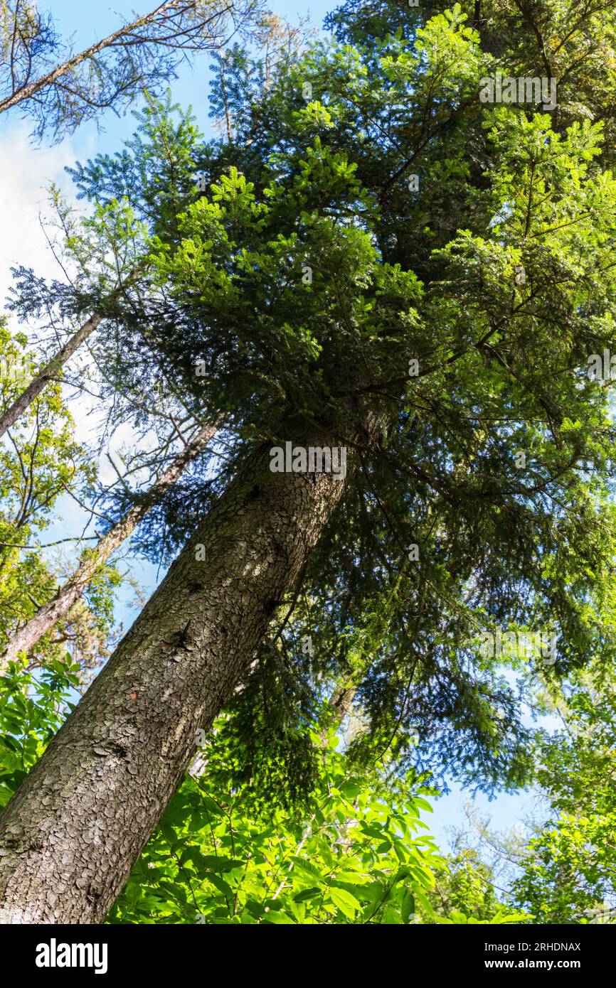 Abete d'argento europeo (Abies alba) nella foresta di Soproni-hegyseg, Sopron, Ungheria Foto Stock