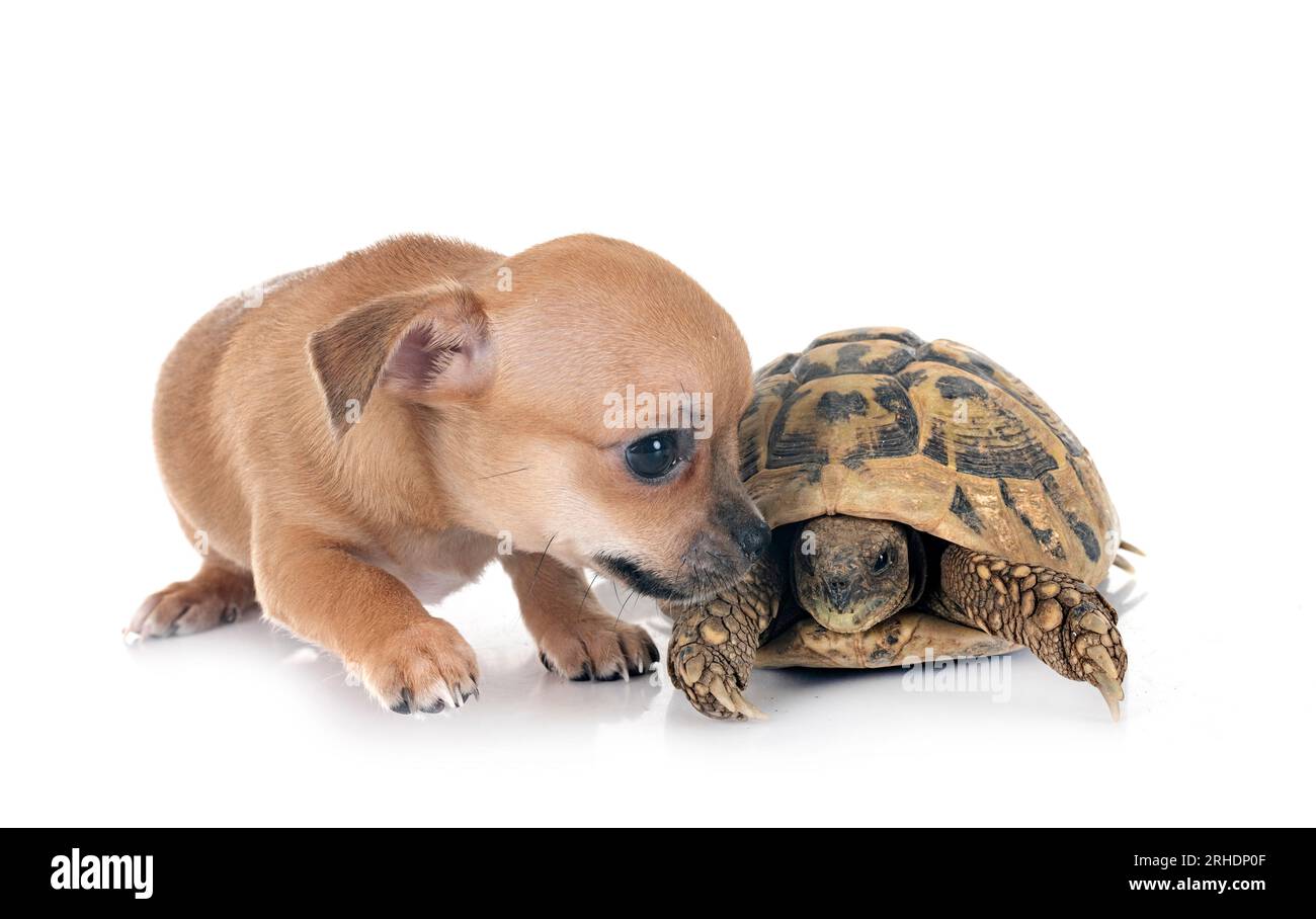 chihuahua e tartaruga di fronte a sfondo bianco Foto Stock