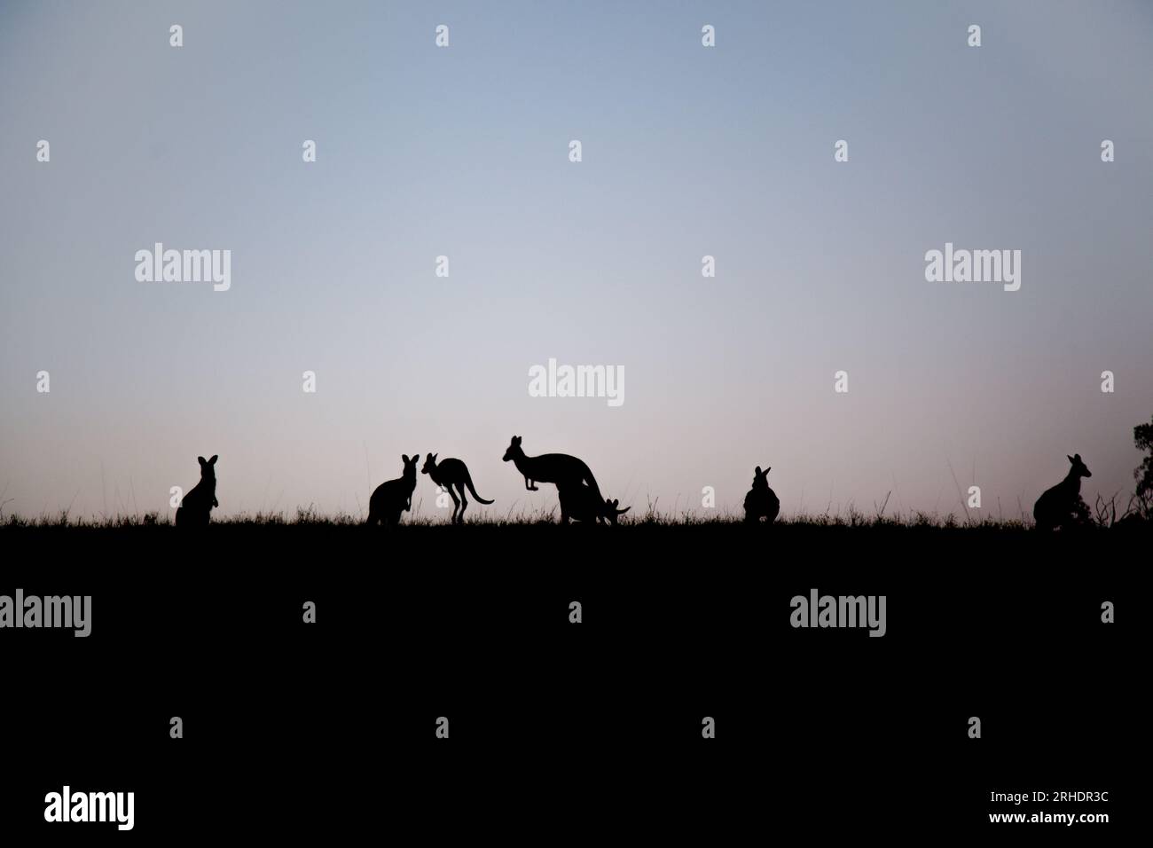 Silhouette di canguri australiani che saltano sulla cima di una collina al crepuscolo nel paddock australiano del paese Foto Stock