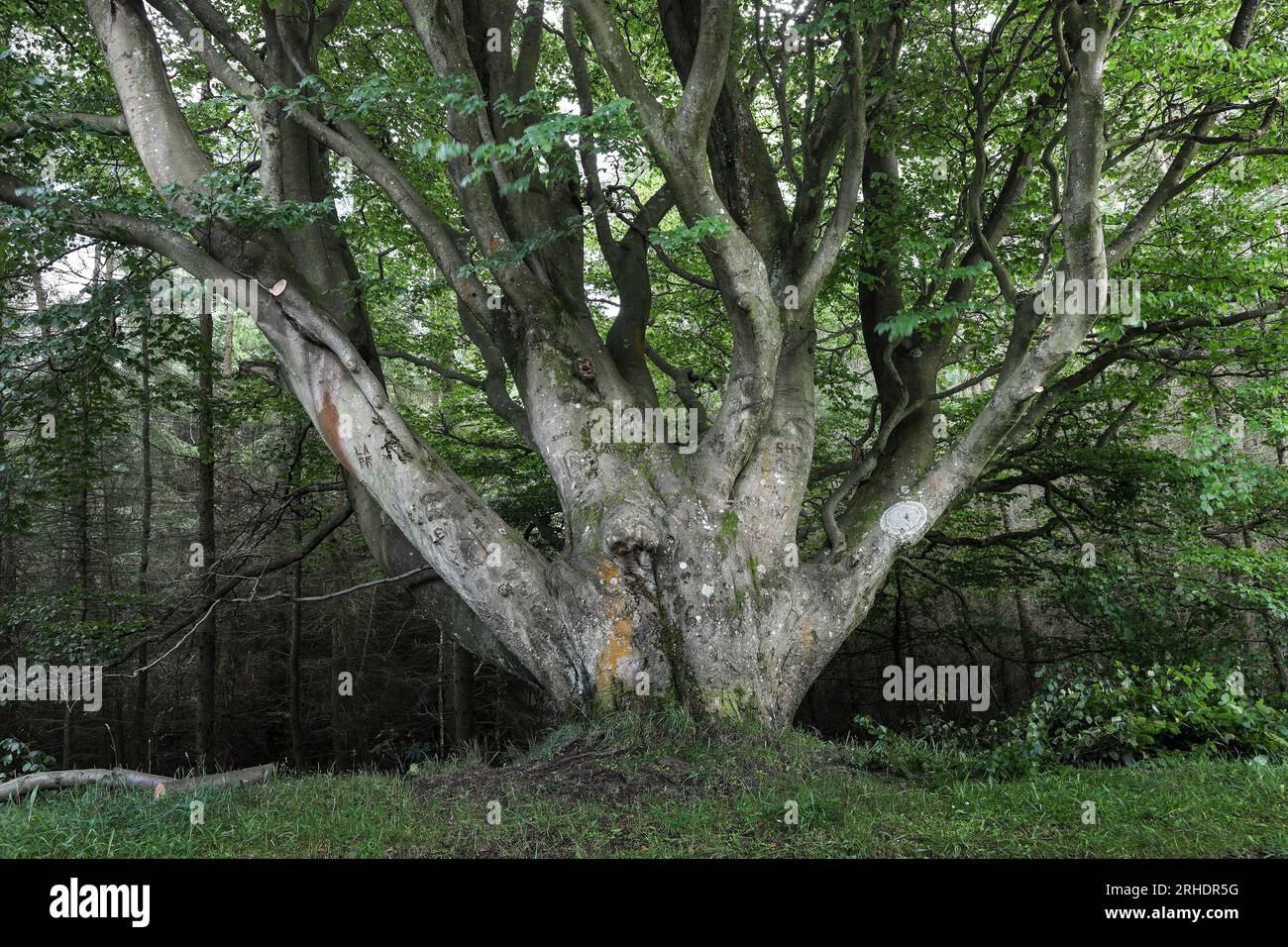 Old Beech Tree (Fagus sylvatica), North Pennines, Teesdale, County Durham, Regno Unito Foto Stock