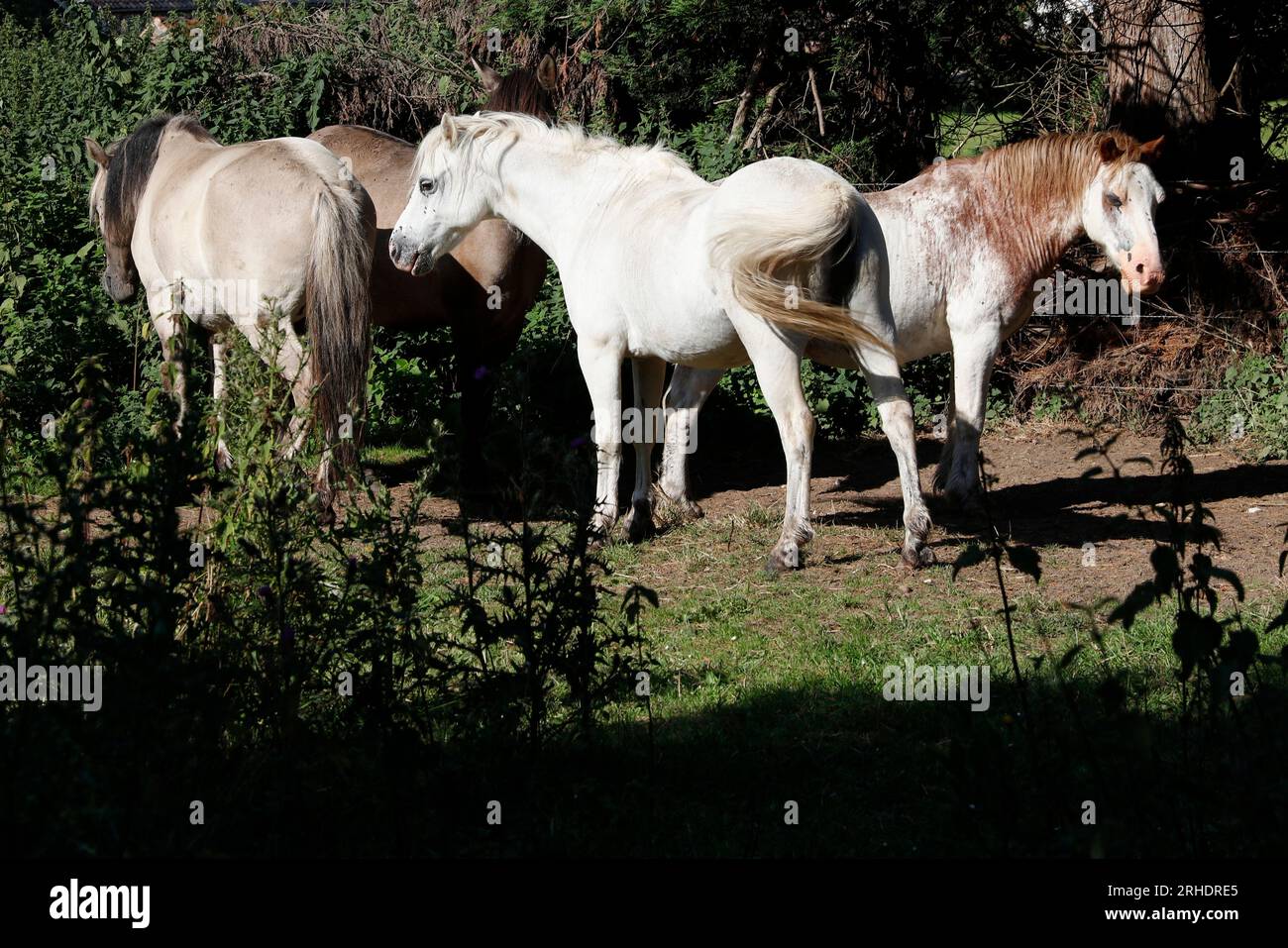 Welsh Cob Poniies Conservation Grazing, acle, Norfolk, Inghilterra, Regno Unito Foto Stock