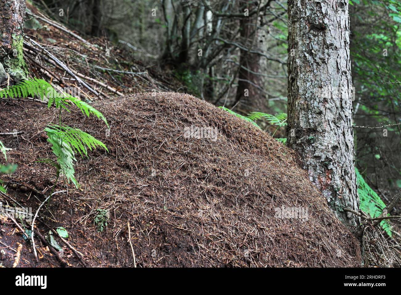 Wood Ants (Formica rufa) Nest Hamsterley Forest, County Durham, Inghilterra nord-orientale, Regno Unito Foto Stock