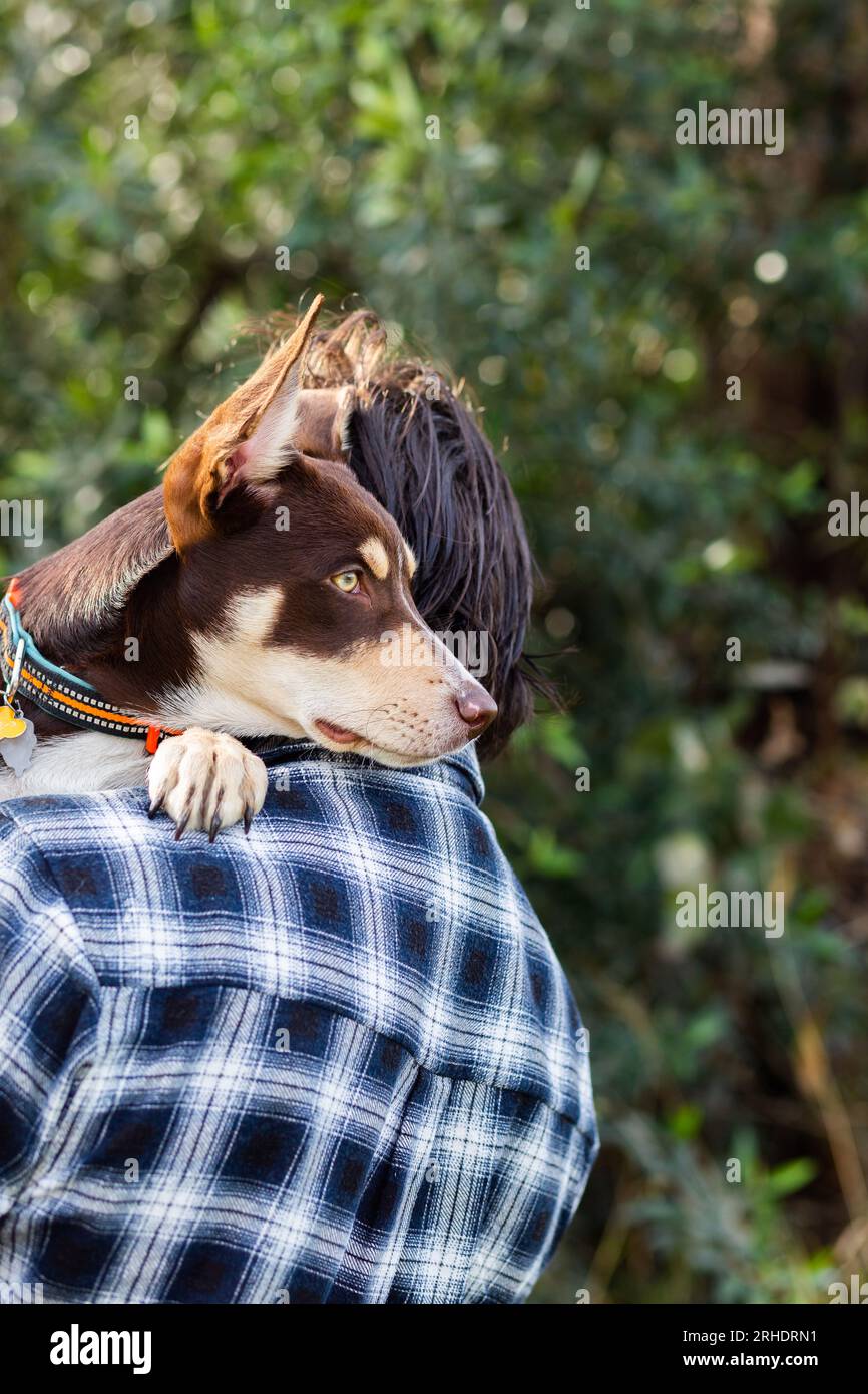 Cucciolo di kelpie australiano che guarda oltre le spalle del proprietario Foto Stock