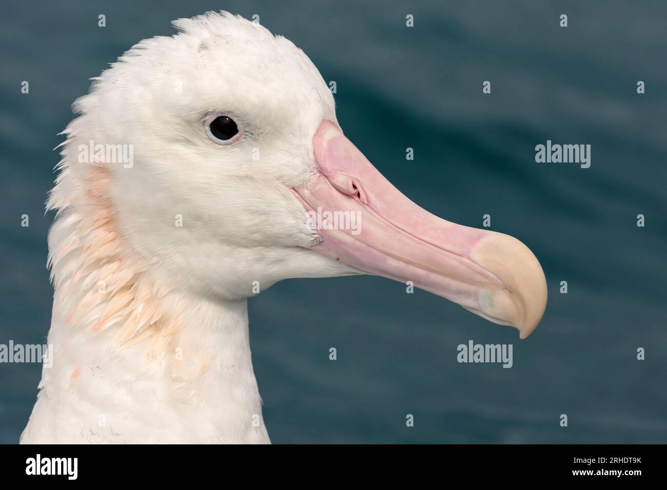 Un ritratto closeCup che mostra i bellissimi segni e il grande becco rosa agganciato dell'Albatross - Diomedea Exulans. Nuova Zelanda Foto Stock