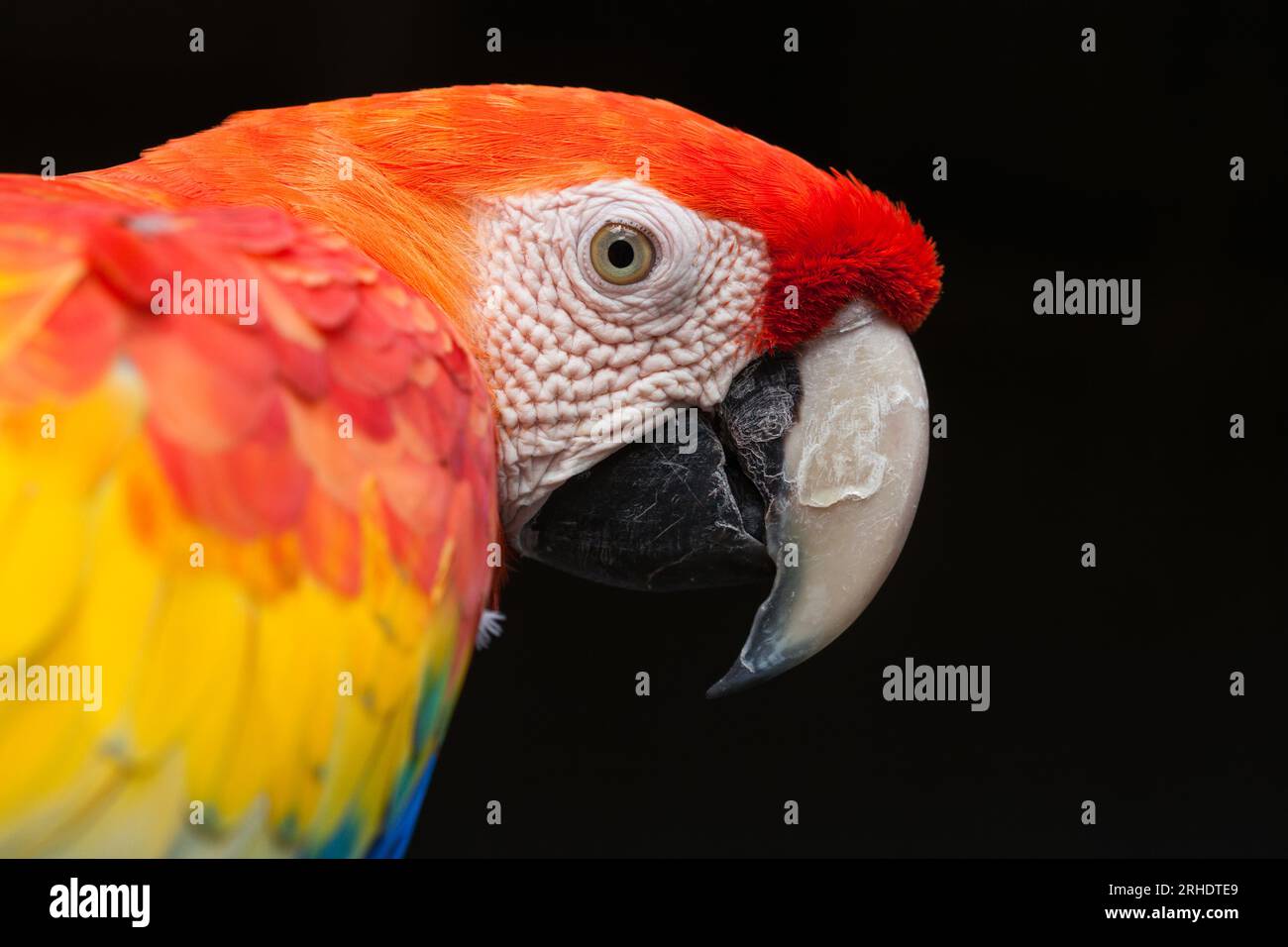 Scarlet Macaw - Ara macao - ritratto ravvicinato della testa che mostra un contatto visivo dettagliato, il suo piumaggio rosso brillante e l'impressionante becco agganciato. Foto Stock