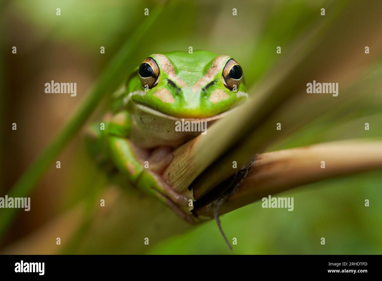 Green and Golden Bell Frog - Litoria aurea - tenuta su una canna con le sue lunghe dita, per un ottimo contatto visivo con i suoi grandi occhi sporgenti. Foto Stock