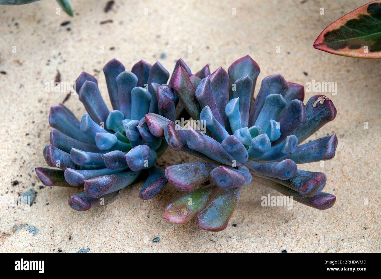 Sydney Australia, succulento viola con foglie dalla forma insolita Foto Stock
