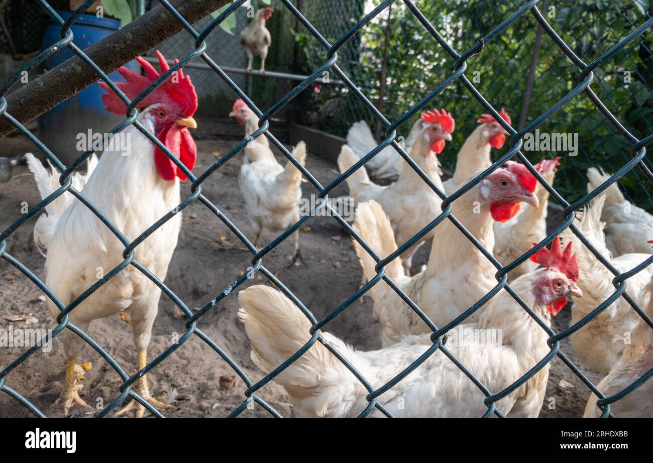 Polli bianchi nella gabbia. Foto Stock