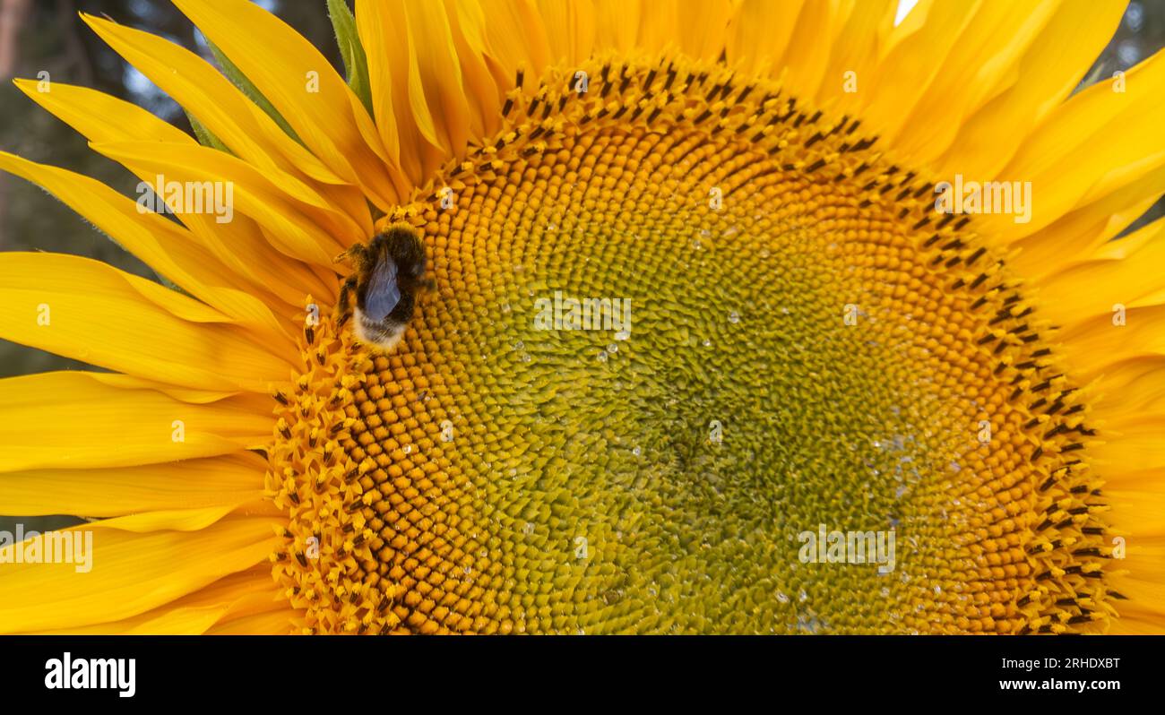 Piccola ape sul girasole. Produzione di miele. Foto Stock
