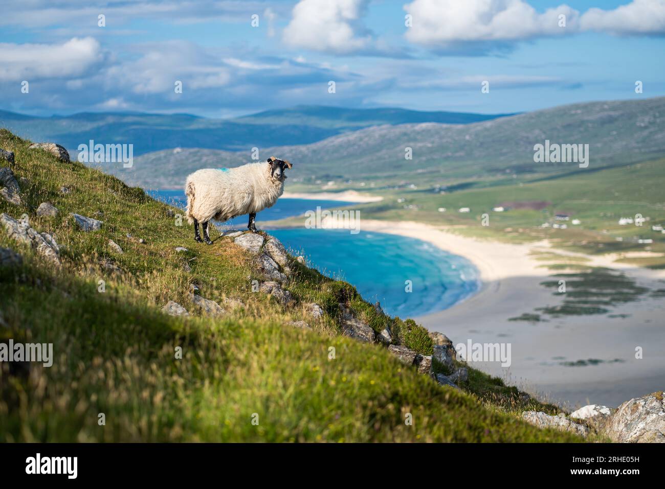 Pecore affacciate sulla spiaggia di Sgarasta Mhor, sull'isola di Harris, sulle Ebridi esterne, Scozia, Regno Unito Foto Stock