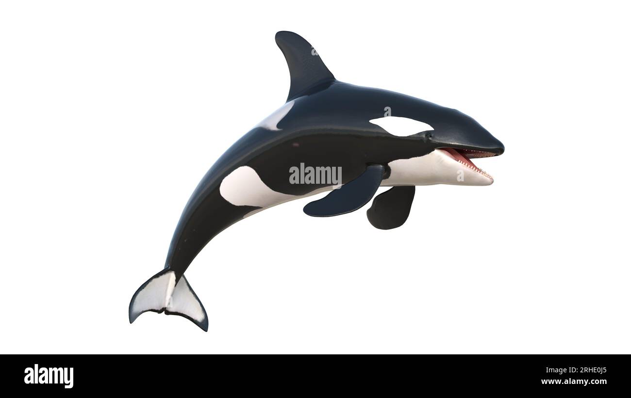 rendering 3d del salto di orche isolate su sfondo bianco. Immagine di una balena assassina a 8 km. L'orca (Orcinus orca), chiamata anche balena assassina Foto Stock rendering 3d del salto di orche isolate su sfondo bianco. Immagine di una balena assassina a 8 km. L'orca (Orcinus orca), chiamata anche balena assassina Foto Stock