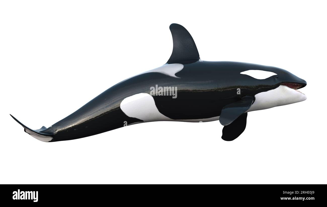 rendering 3d di orche isolate su sfondo bianco. Immagine di una balena assassina a 8 km. L'orca (Orcinus orca), chiamata anche balena assassina Foto Stock rendering 3d di orche isolate su sfondo bianco. Immagine di una balena assassina a 8 km. L'orca (Orcinus orca), chiamata anche balena assassina Foto Stock