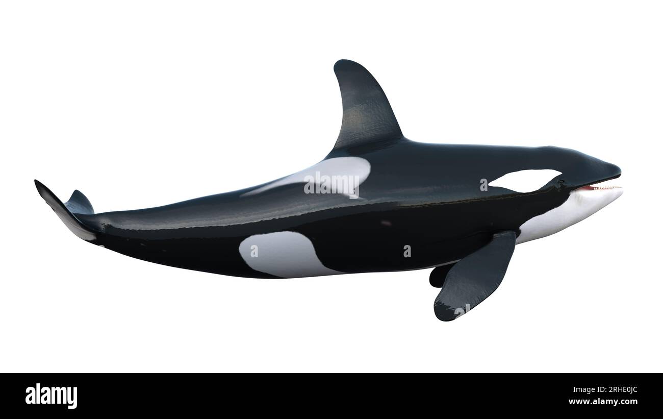 rendering 3d di orche isolate su sfondo bianco. Immagine di una balena assassina a 8 km. L'orca (Orcinus orca), chiamata anche balena assassina Foto Stock rendering 3d di orche isolate su sfondo bianco. Immagine di una balena assassina a 8 km. L'orca (Orcinus orca), chiamata anche balena assassina Foto Stock
