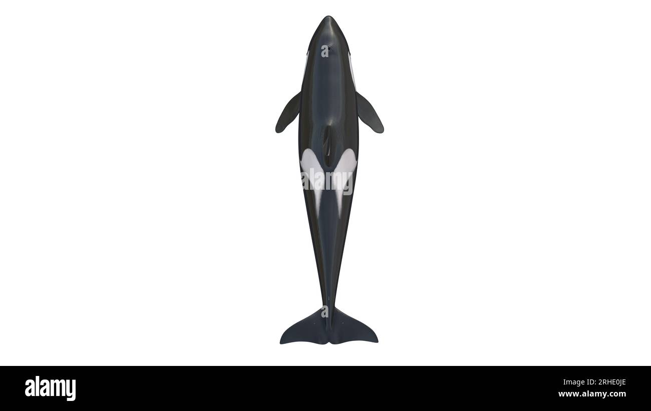 rendering 3d di orche isolate su sfondo bianco. Immagine di una balena assassina a 8 km. L'orca (Orcinus orca), chiamata anche balena assassina Foto Stock rendering 3d di orche isolate su sfondo bianco. Immagine di una balena assassina a 8 km. L'orca (Orcinus orca), chiamata anche balena assassina Foto Stock